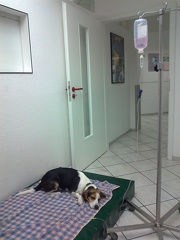 Buckley at the Vet1